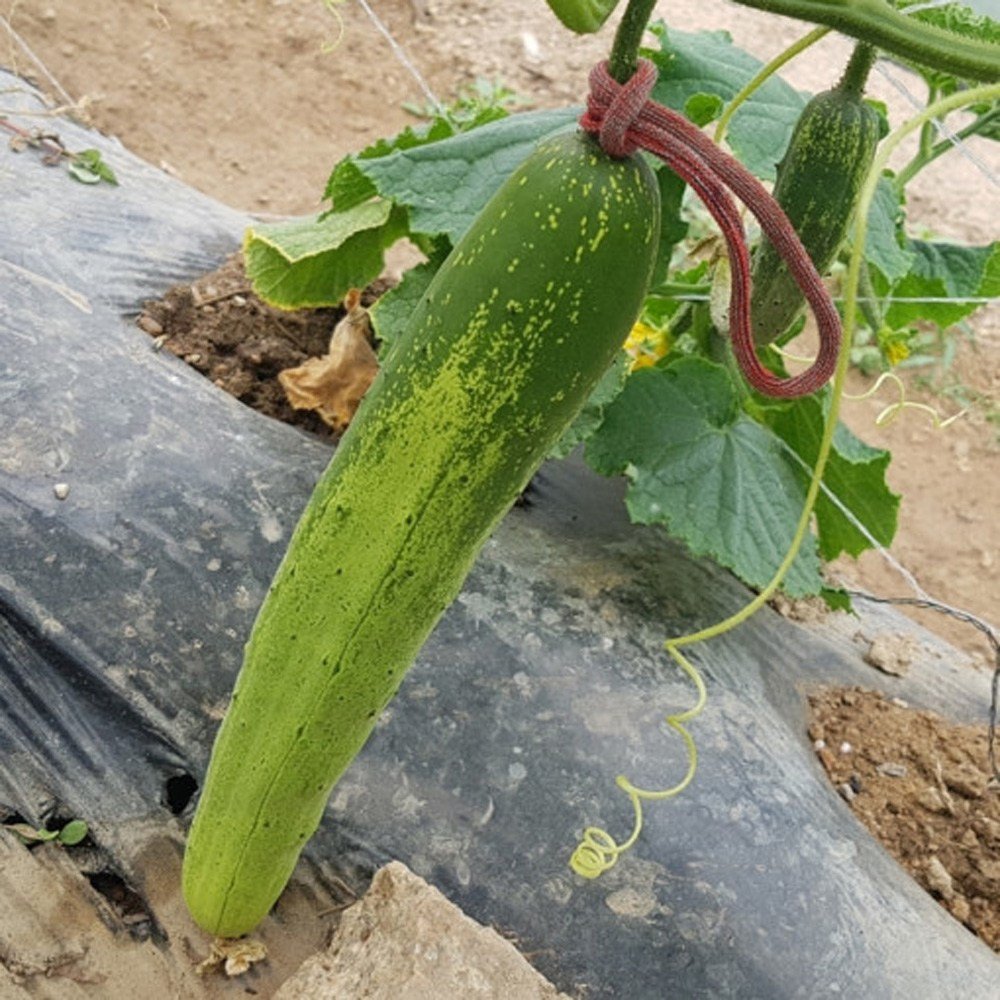 농사용 원예용 고추결속기 6kg 실밥먼지제거 고추끈 양말끈 양말목, 농사용 양말목 6KG(색상랜덤) 실밥먼지제거, 랜덤 발송, 1개 상세 이미지 1